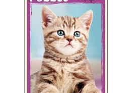 Рыжий кот