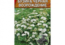 ВОЗРОЖДЕНИЕ