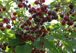 ВОЗРОЖДЕНИЕ