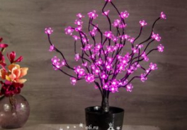 Beauty Led
