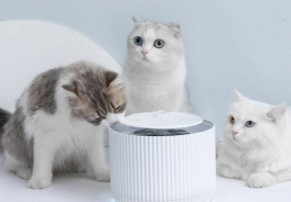 Smart Cat