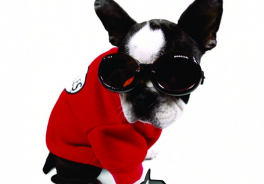 Doggles