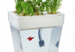 AquaFarm