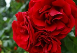 Amadeus