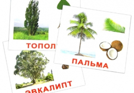 Вундеркинд с пелёнок