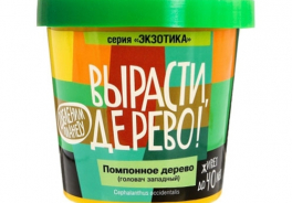 Вырасти, Дерево!