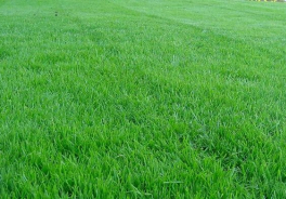Canada Green
