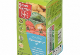 Консенто