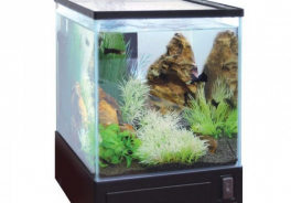 AA Aquarium
