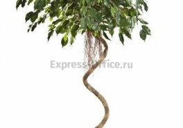 Treez Collection