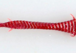 MicroKiller