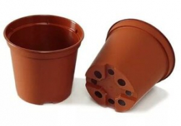 Золотая сотка Алтая