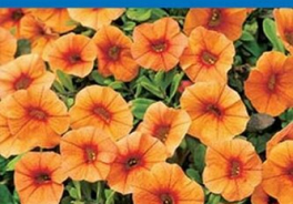 Урожай удачи