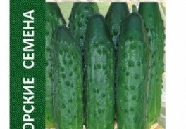 Манул