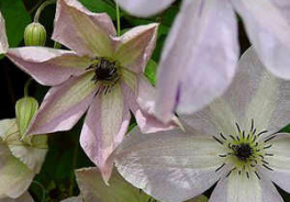 Clematis