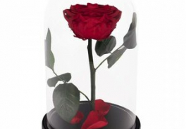 Etoile Flora