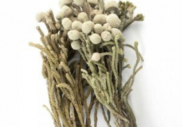 Etoile Flora