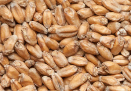 Sladovny Soufflet