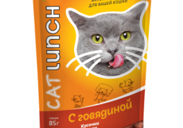 Cat Lunch