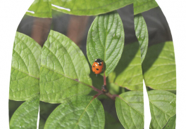 Божья Коровка