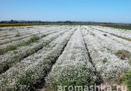 Aromashka
