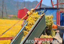 Aromashka